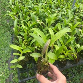 Combo 10 cây giống hoa lan Dendro (hàng lai)