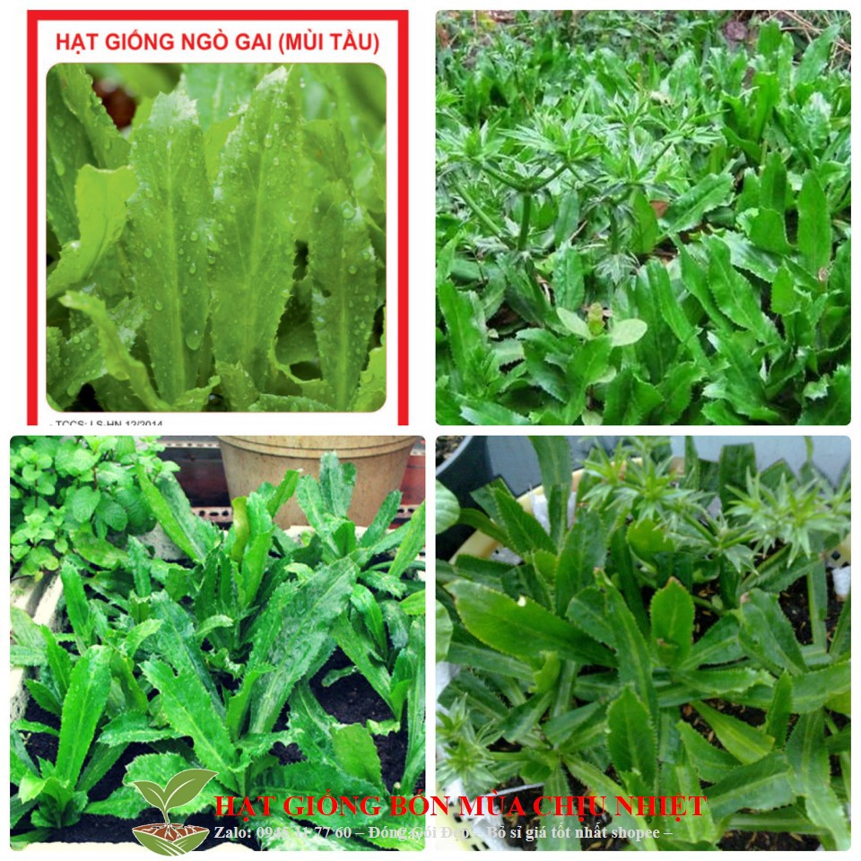 HG43A GÓI 50 HẠT GIỐNG RAU MÙI TÀU(NGÒ GAI) TÁCH GÓI TRỒNG THÙNG XỐP