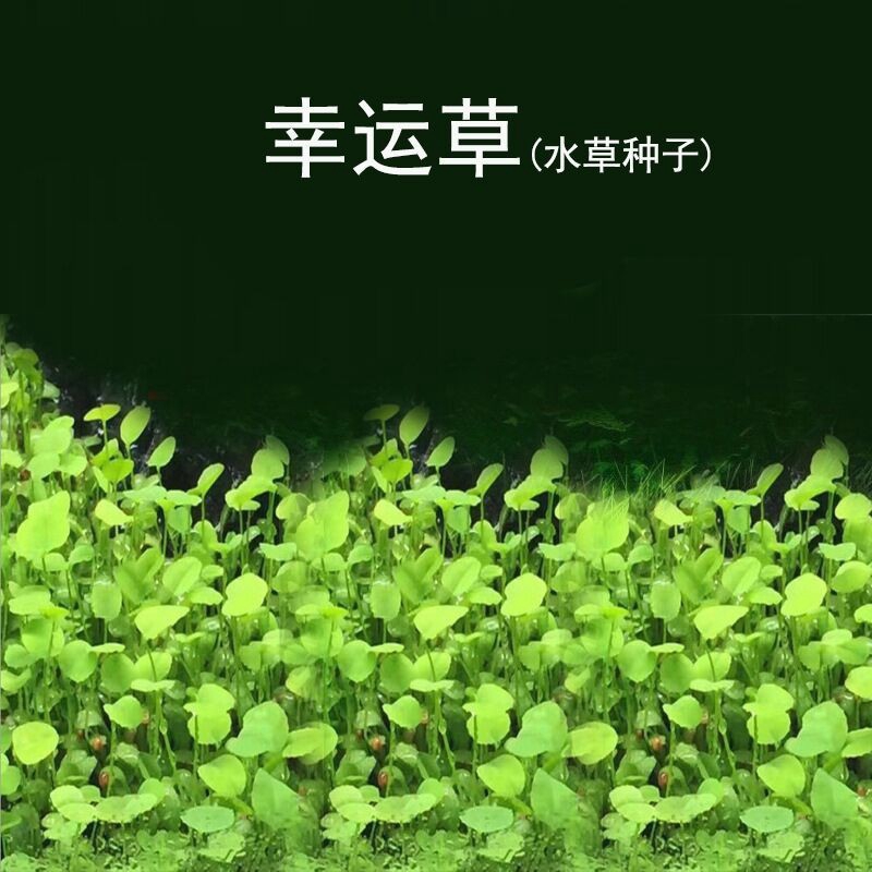 Hạt giống thủy sinh cỏ ba lá - cỏ may mắn