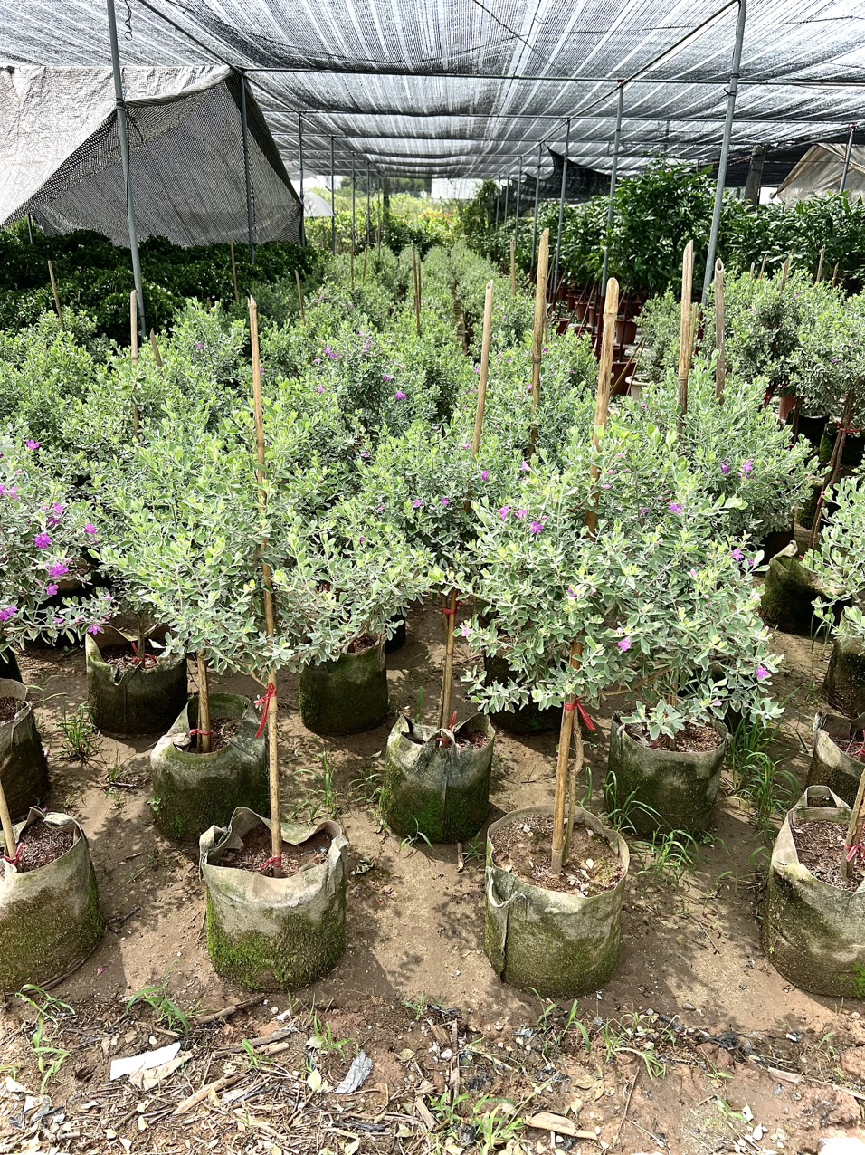 Cây tuyết sơn phi hồng dáng tree cao 1m2 đang hoa (ảnh thật)