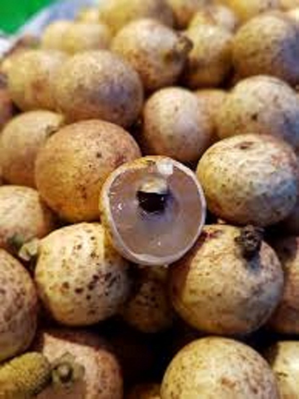 CÂY GIỐNG NHÃN HẠT LÉP THÁI LAN