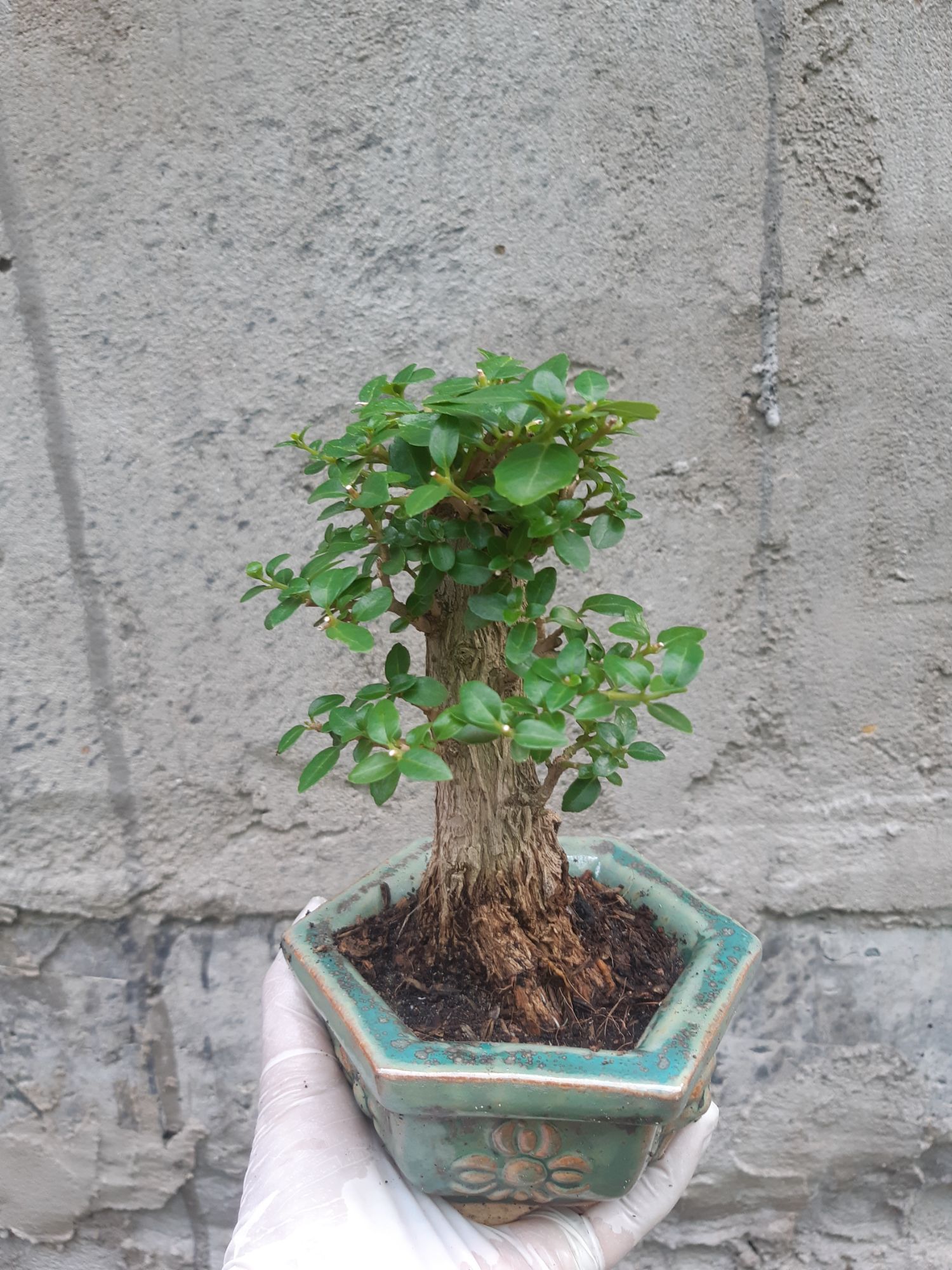 sam hương gốc già TẶNG CHẬU