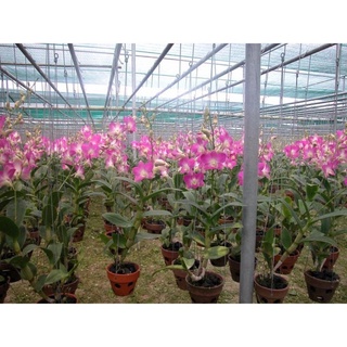 PHÂN BÓN HỮU CƠ RỄ MẦM CHỒI, SIÊU NHANH