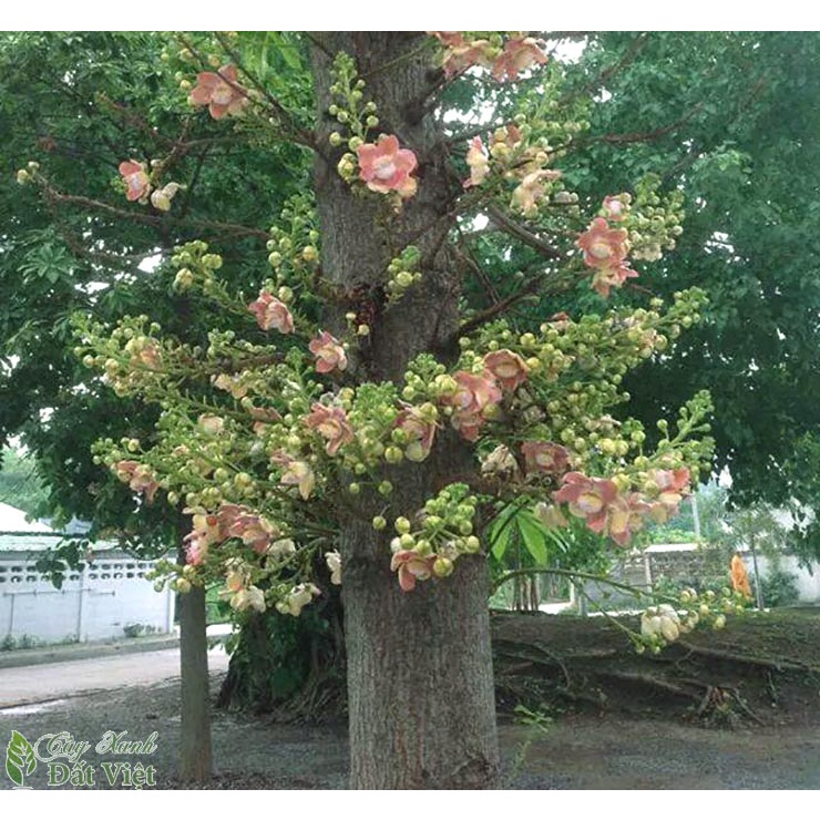 Cây giống tha la _cây giống đức mạnh
