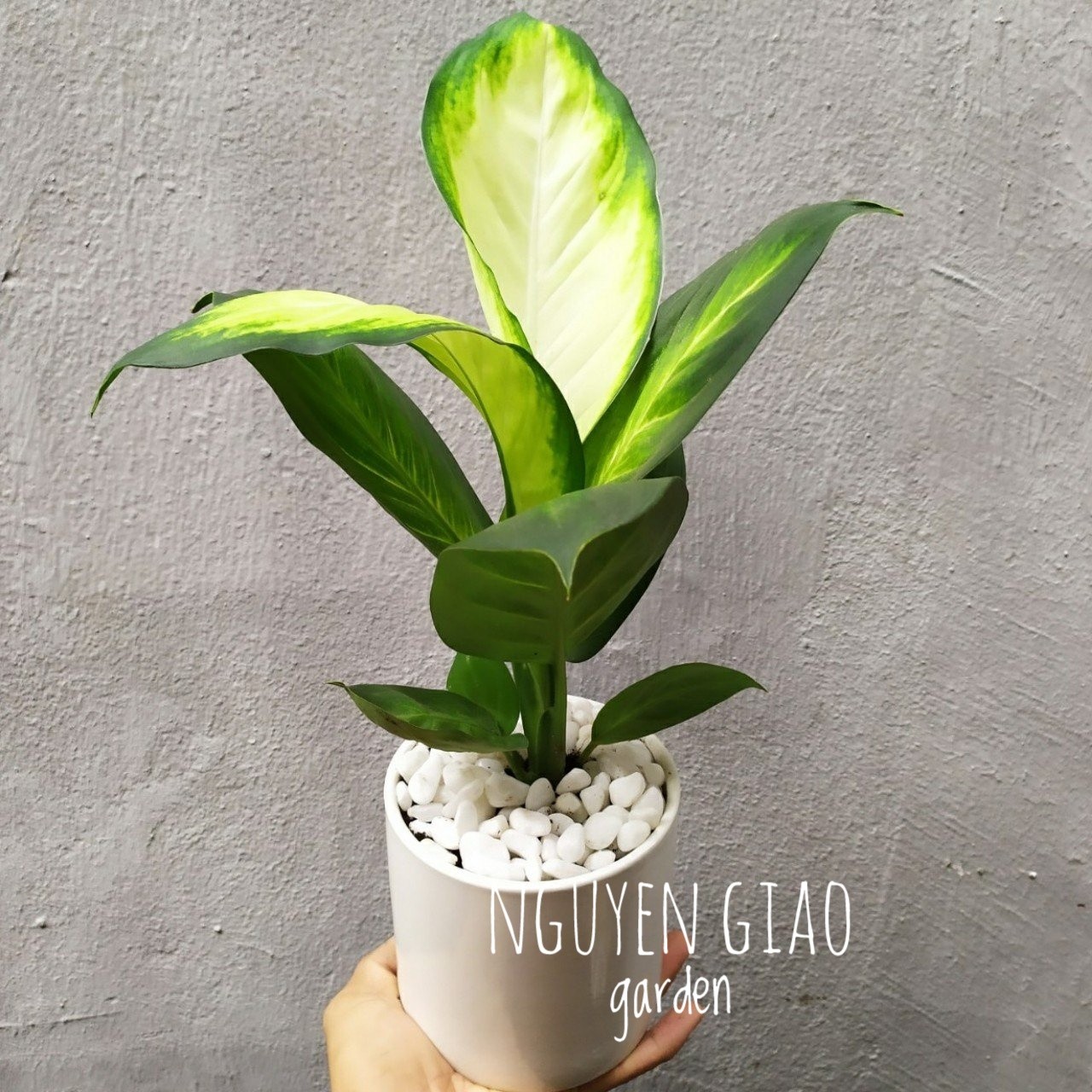 Cây vạn niên thanh chậu sứ để bàn