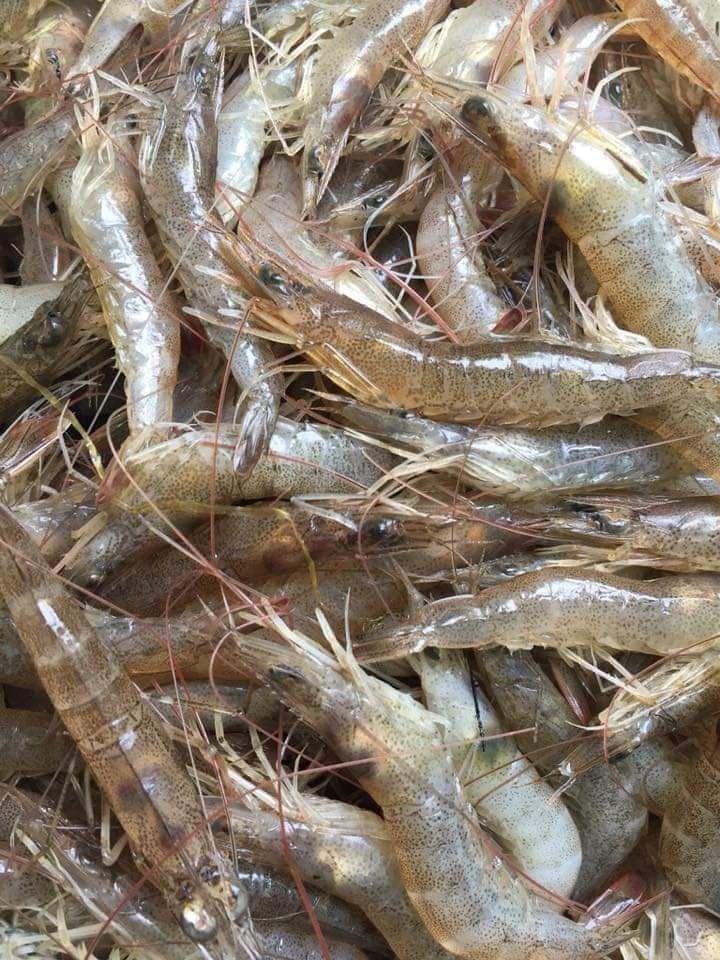 Mắm tép bạc đất trộn đu đủ 1kg