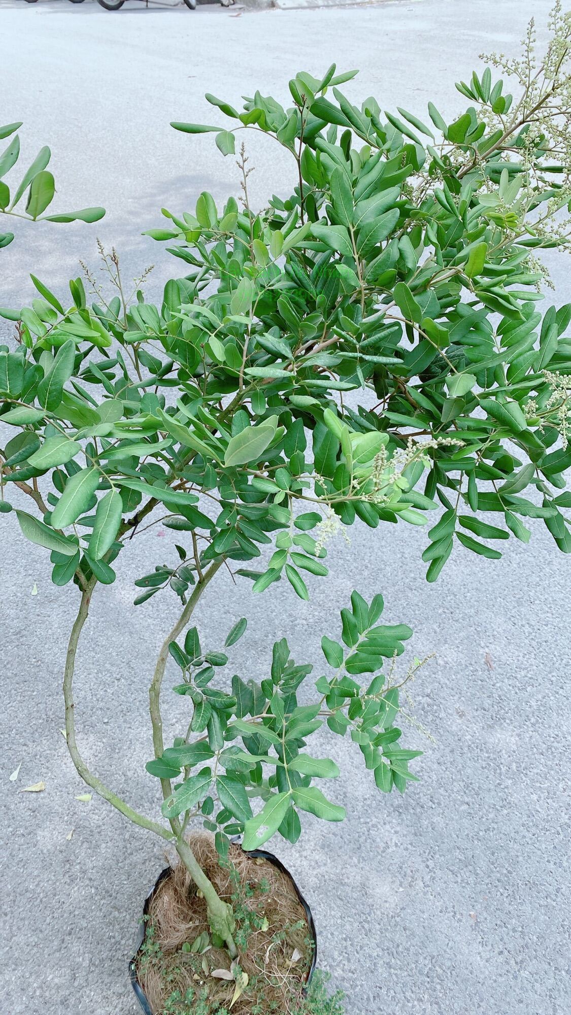 Cây Nhãn Xuồng Lớn Chỉ Giao Hcm