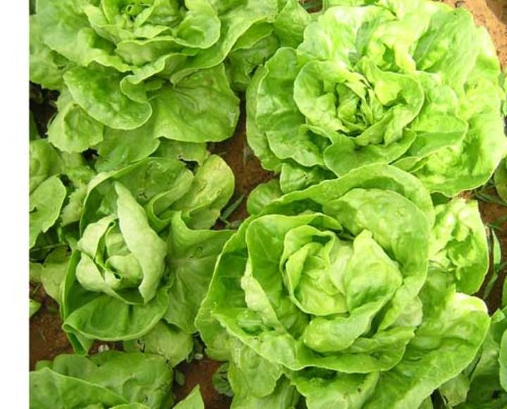 5 gr hạt giống xà lách chịu nhiệt