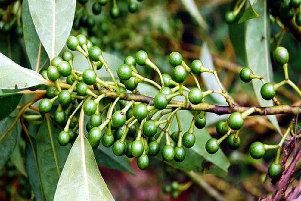 Cây LONG NÃO giống