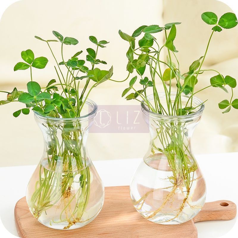 Bình Bông Thuỷ Tinh, Lọ Hoa Thủy Tinh Miệng Loe