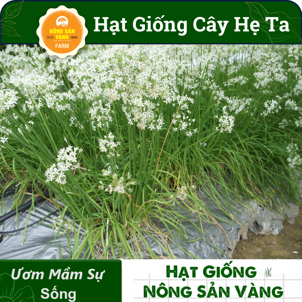Hạt giống Rau Hẹ Ta Tỉ Lệ Nảy Mầm Cao, Sinh Trưởng Và Phát Triển Khỏe, Năng Suất Cao (Gói 1 Gram) - Nông Sản Vàng