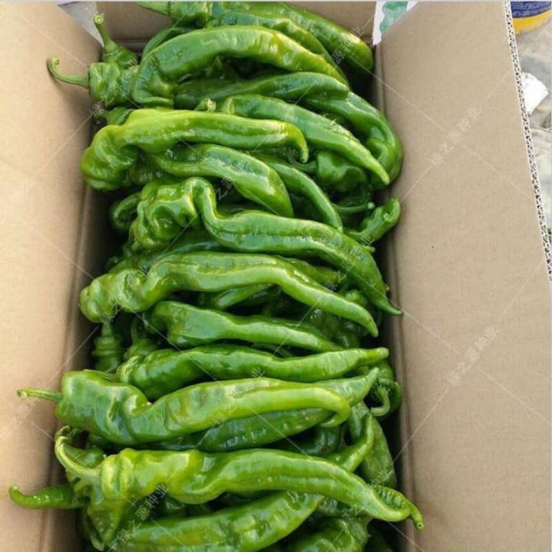50H - Hạt Giống Ớt Cá Ngựa Nhập Khẩu