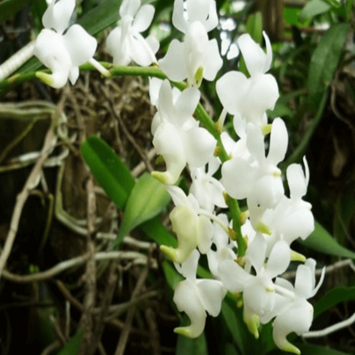 1 CÂY Lan rừng BẠCH NHẠN