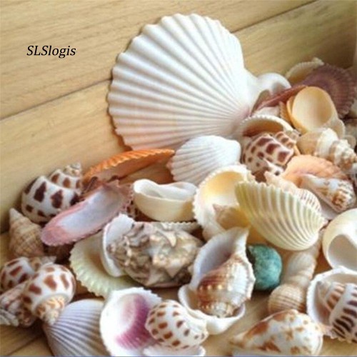 Vỏ ốc biển vỏ sò trang trí hồ cá decor đẹp mắt
