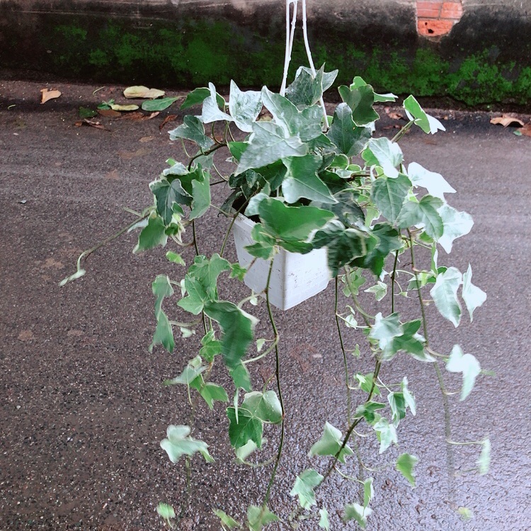 Chậu Cây Thường Xuân
