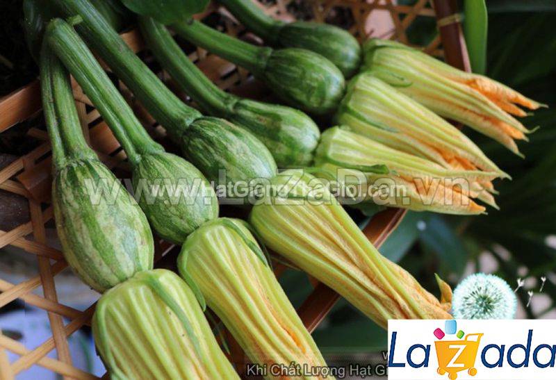 1Gr Hạt Giống Bí Siêu Nụ (A5.103| A5*W61*M022)