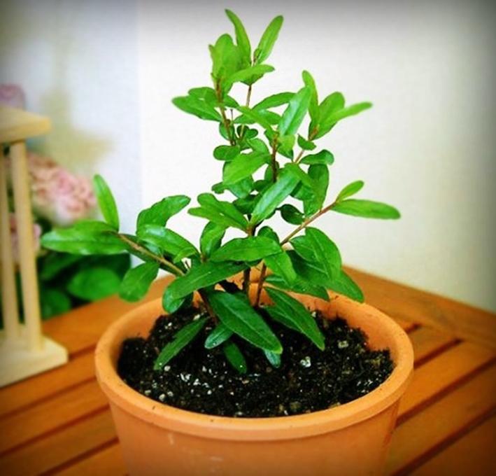 Hạt giống Lựu lùn