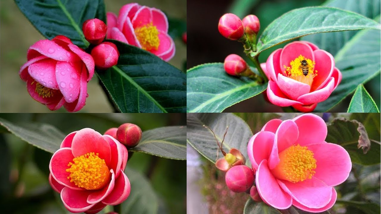 Cây hoa hải đường giống