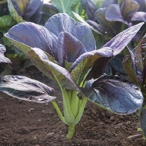 High Yield Red Mustard Seeds - Pack of 300 Seeds
