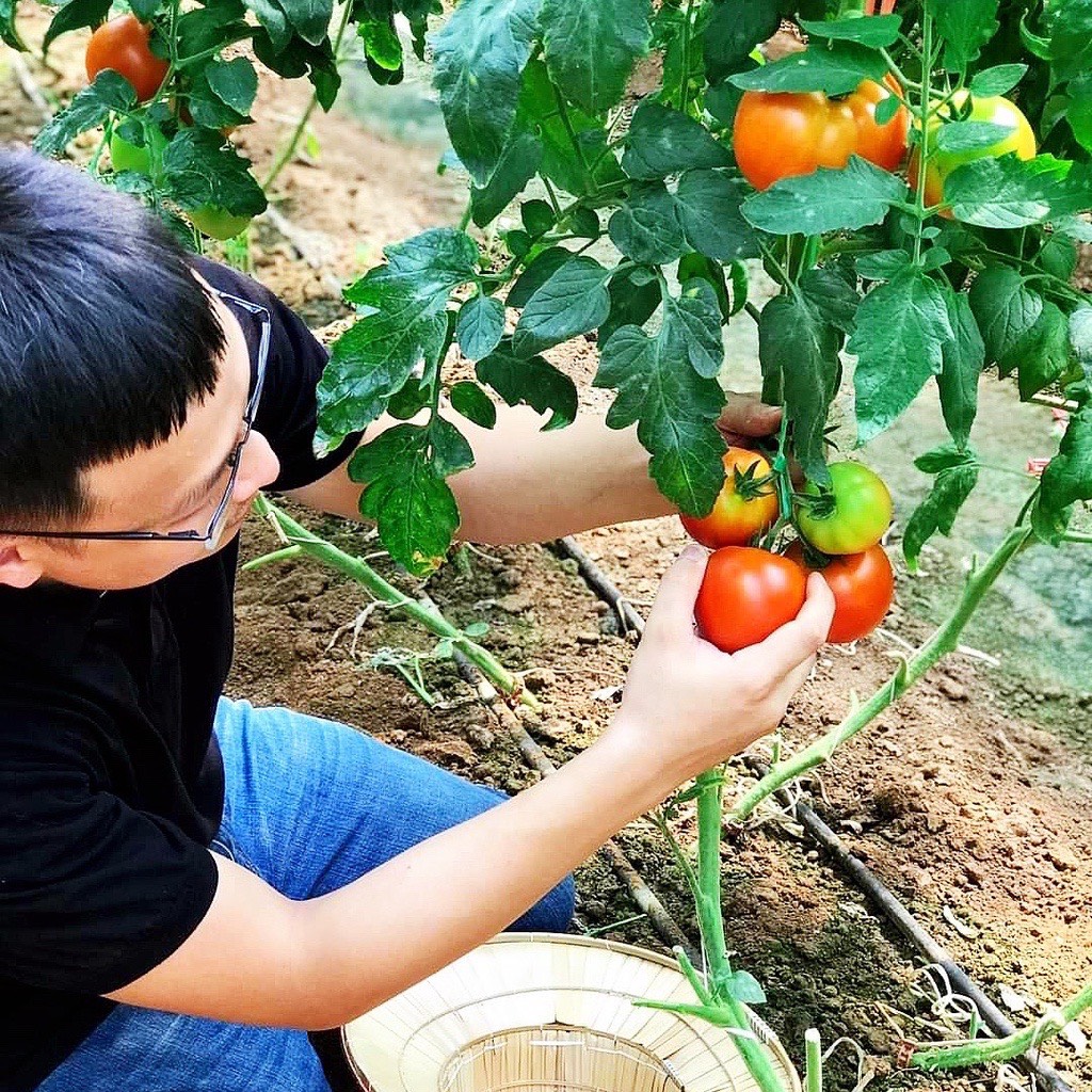 Tương cà chua sạch Spico 255g