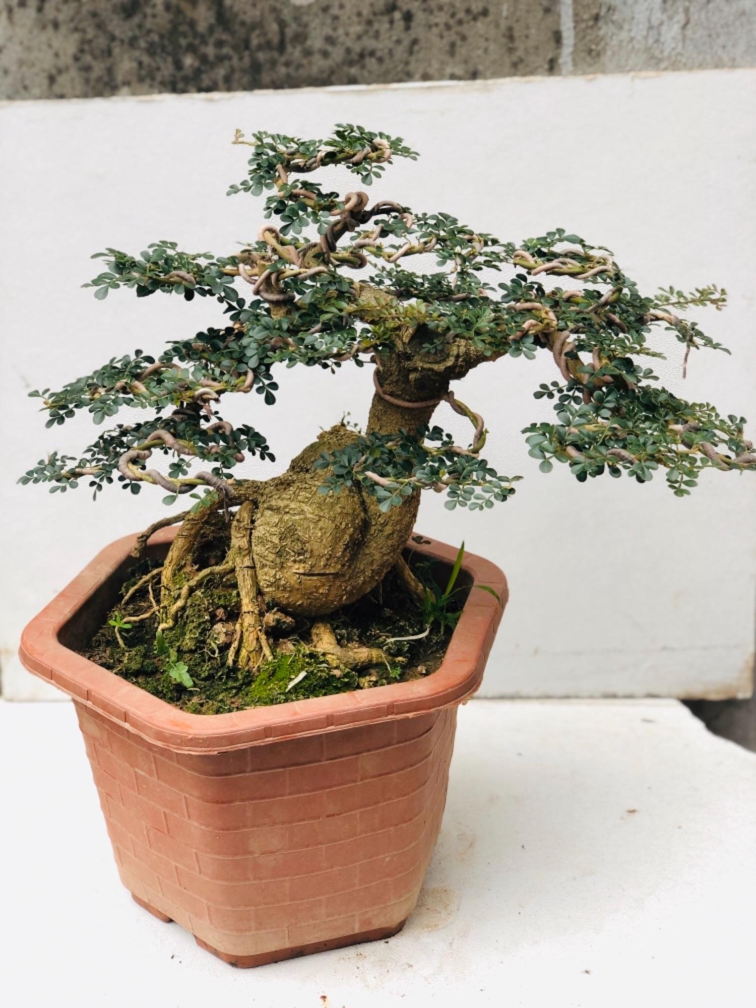 Cây cần thăng bonsai lâu năm..