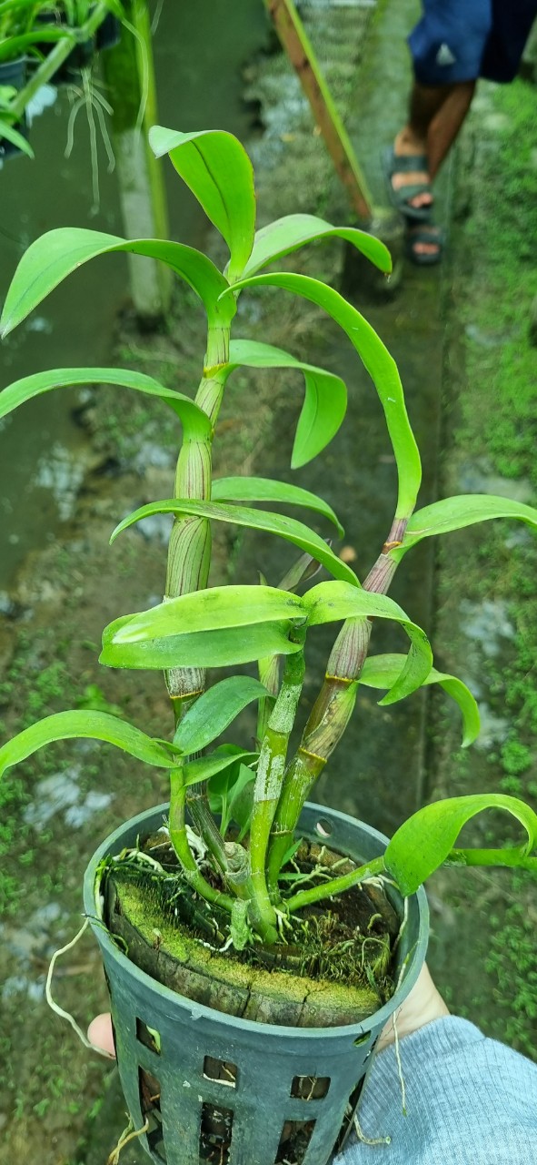 HOA LAN DAZANG HỒNG XƯA