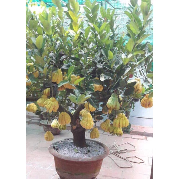 Cây giống phật thủ siêu trái (siêu sớm)