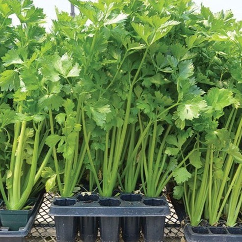 63A Hạt Giống Cần Tây 100H