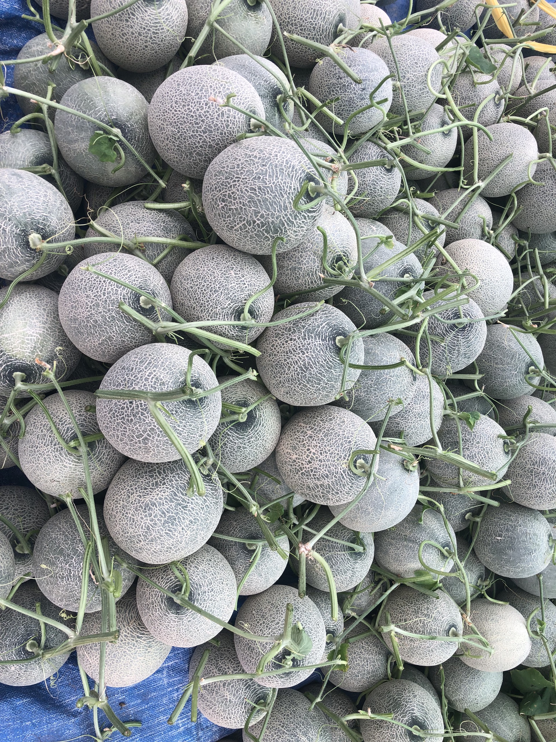 Hạt giống dưa lưới ONE Siêu Ngọt, Trái Nặng, Lưới Đều_KIEUFARM
