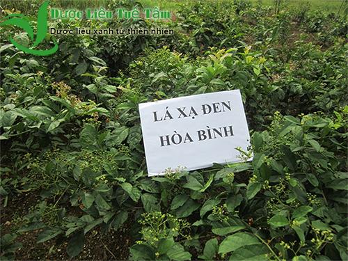 1kg Cây Xạ Đen Hòa Bình