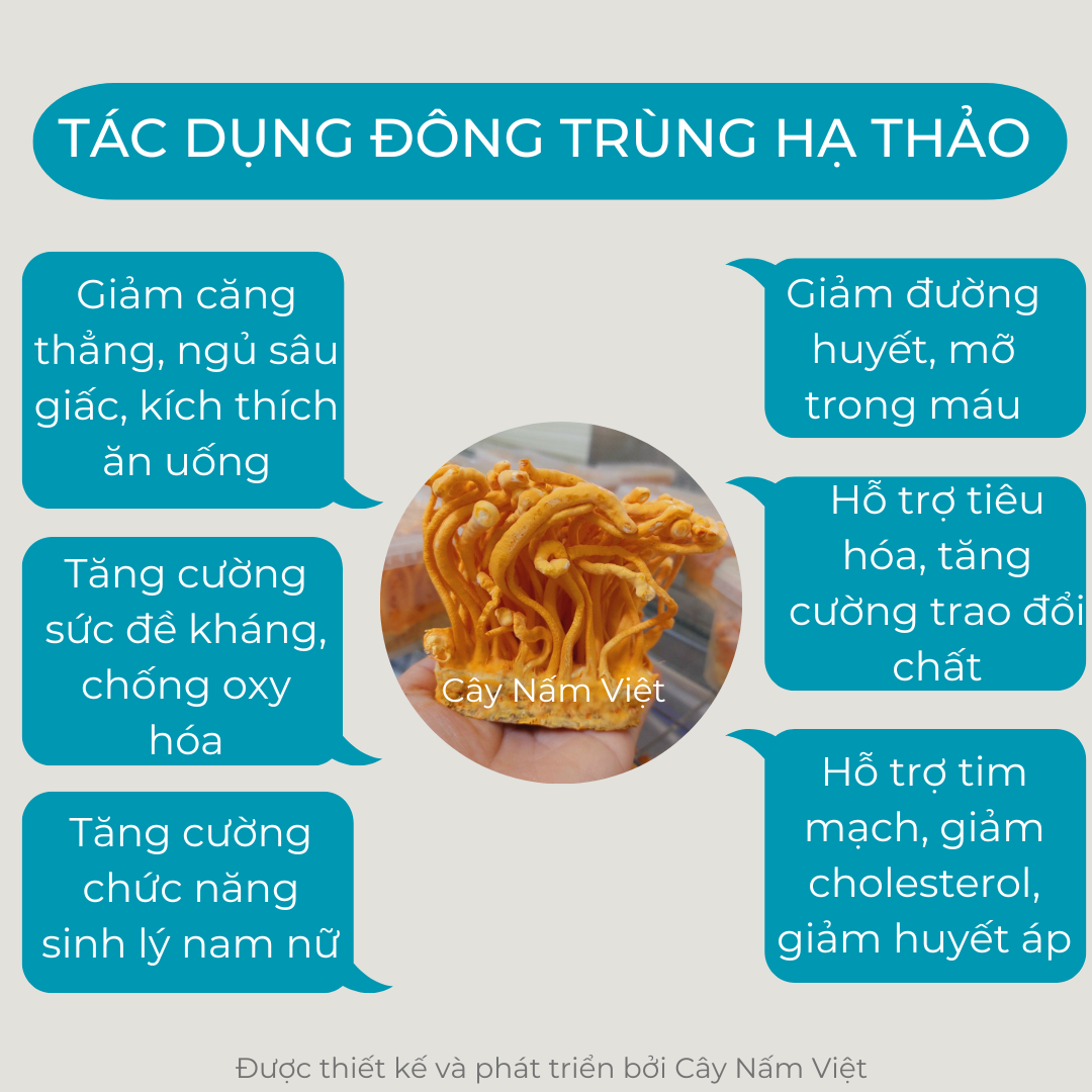Đông trùng hạ thảo khô sấy thăng hoa 5g gãy