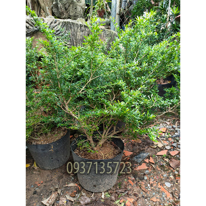 Cây linh sam cao từ 25-40 cm