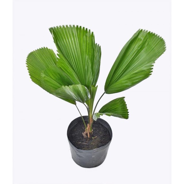 CÂY KÈ NHẬT (CÂY CỌ NHẬT ) - CÂY GIỐNG