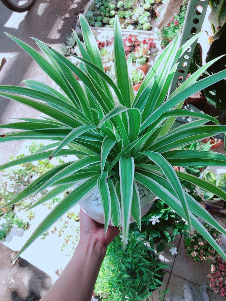 Chậu cây lan chi