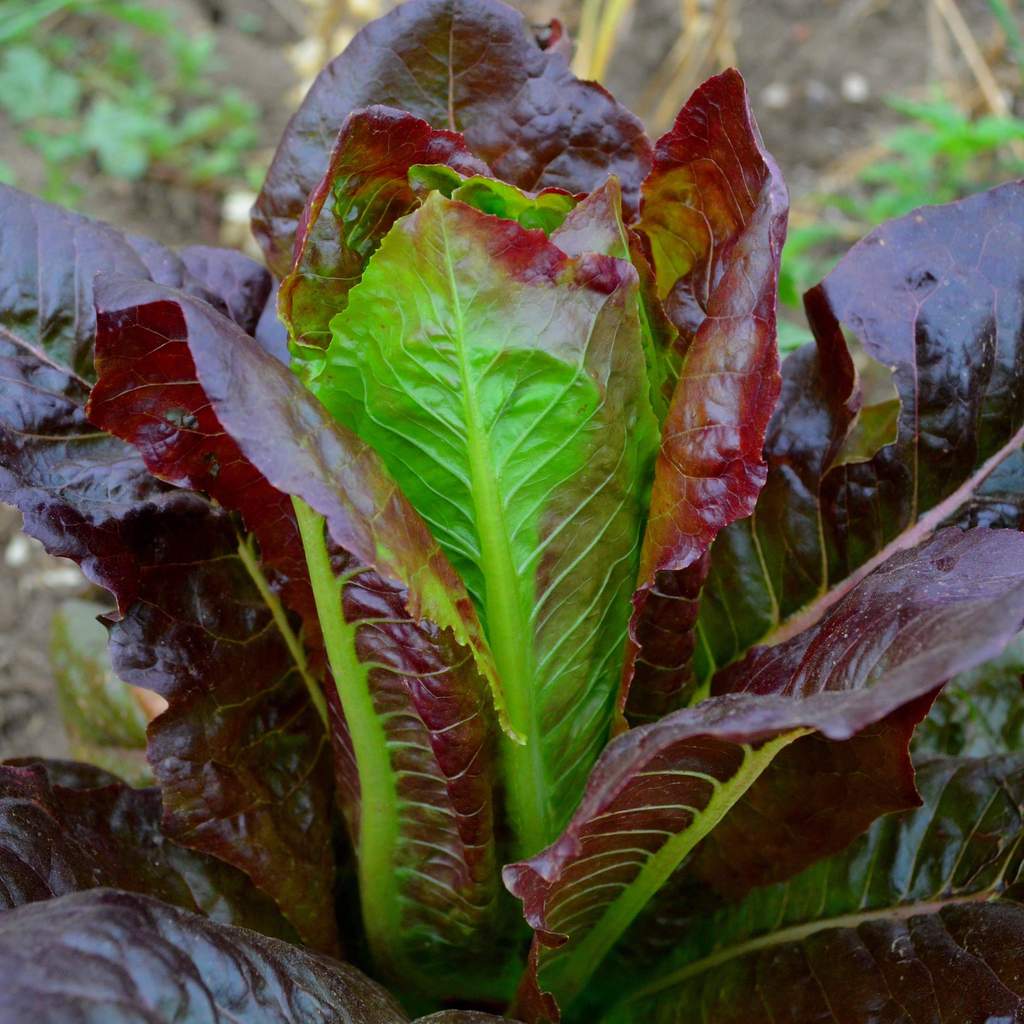 Hạt giống Xà lách Romaine tím