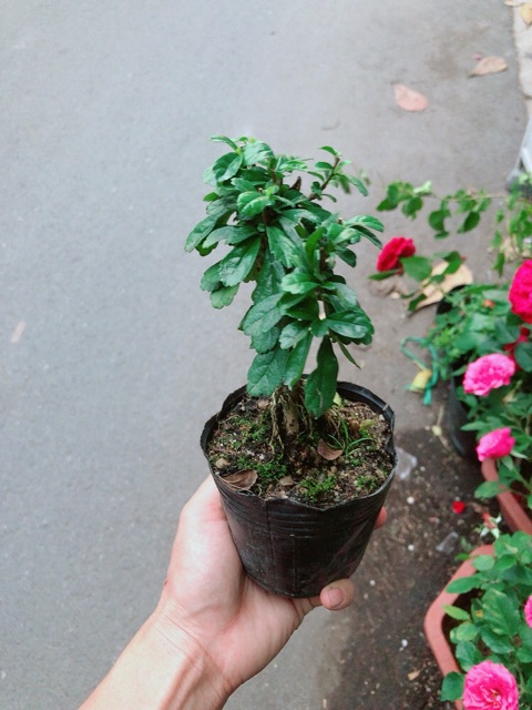 Cây Trà Phúc Kiến Bonsai Mini
