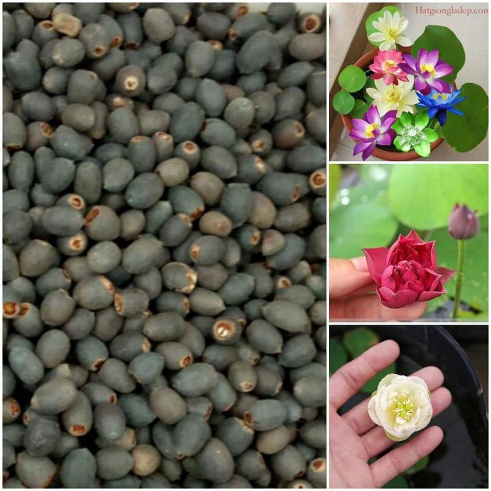 (20 Hạt F1) Hạt Giống Sen Mini Nhật 10 màu