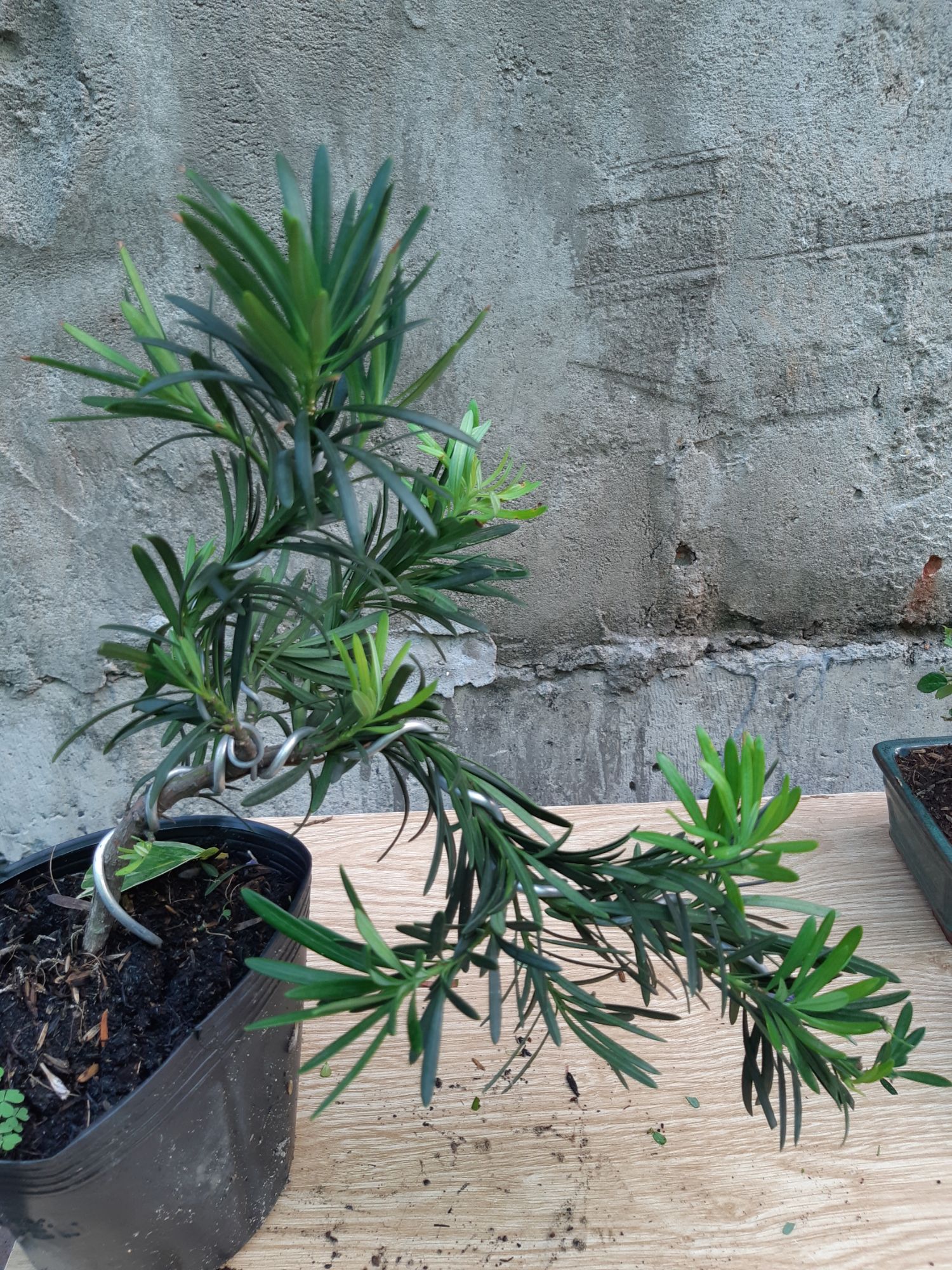 tùng la hán bonsai mini cao 25~30cm