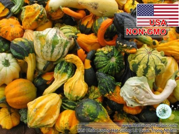 10h Hạt Giống Bí Tí Hon (A1.302| C39*W44*M022)