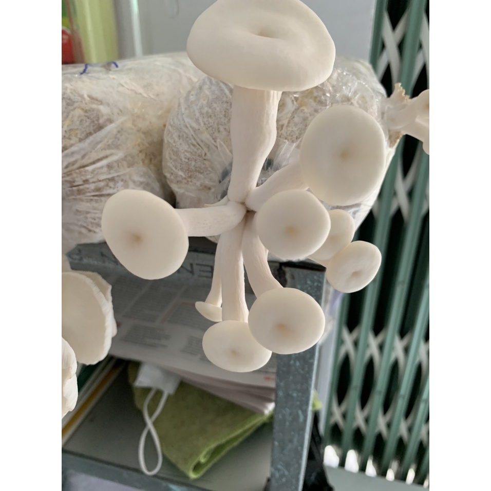 Phôi nấm Sò (1 kiện 14 bịch phôi)