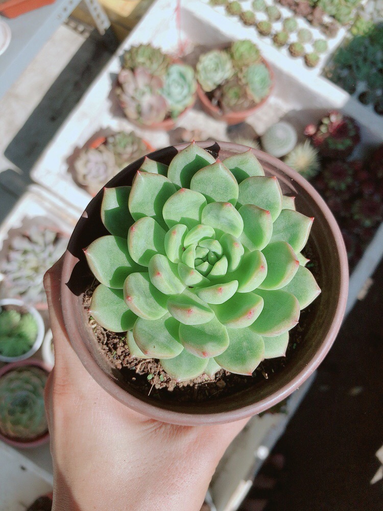 Chậu sen đá bánh bao xanh