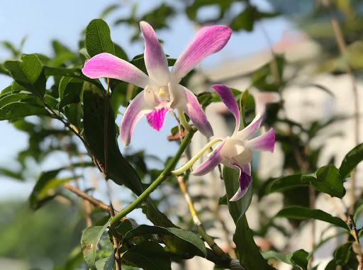 Dendro nắng 4N Dòng Dendro xưa cổ hoa bền lâu - Chậu to sắp hoa