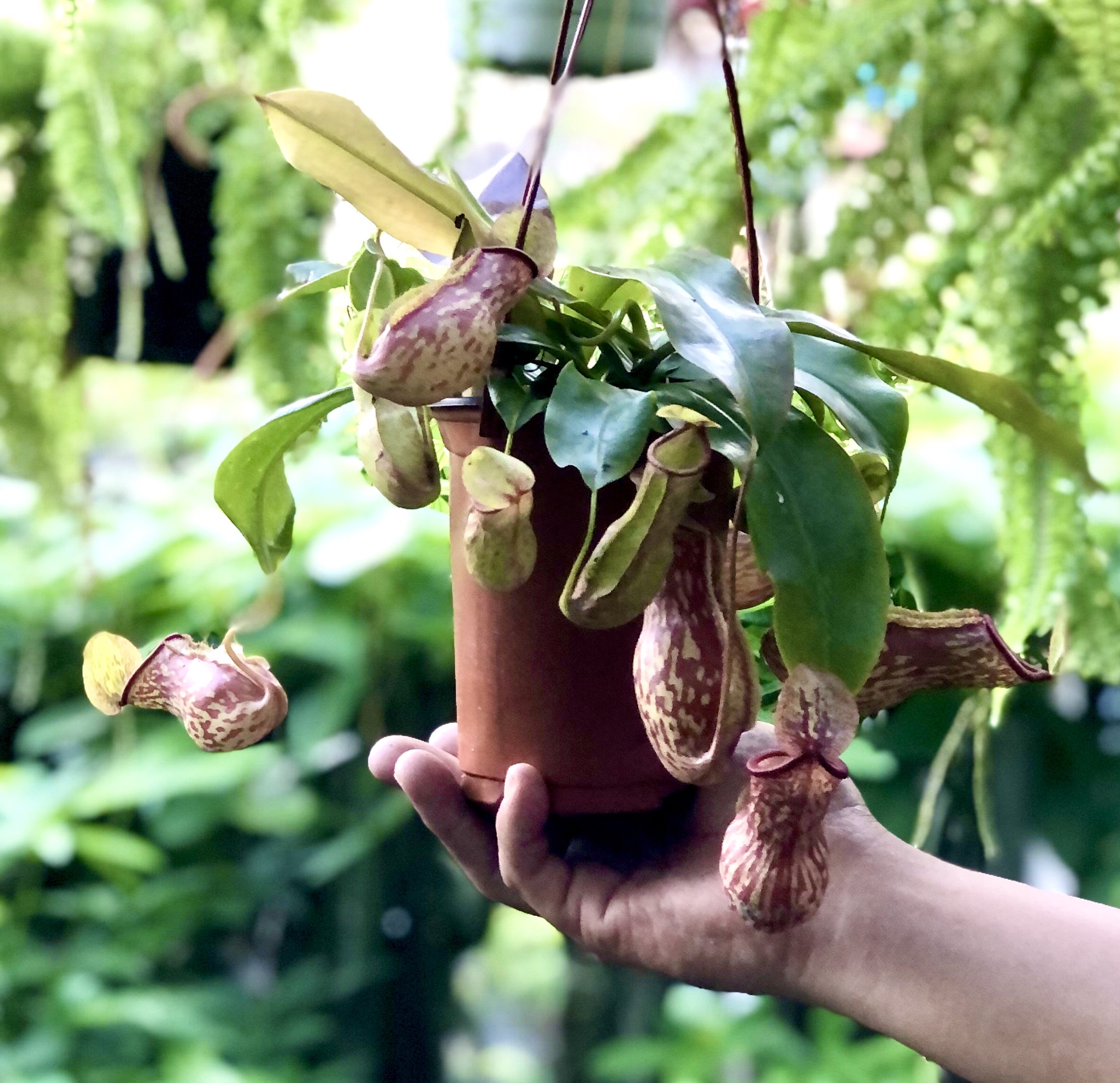 Chậu treo cây Nắp Ấm