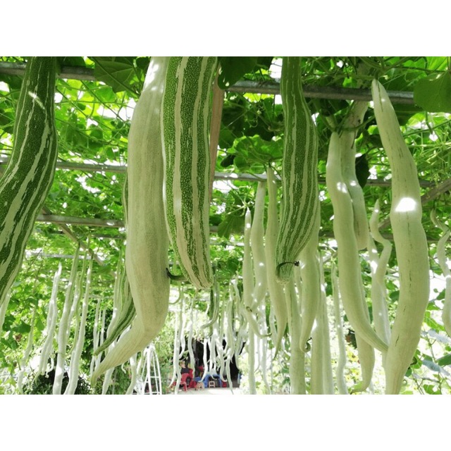 Hạt giống khổ qua tây ( Khổ qua tây trắng ) - Gói 2gram
