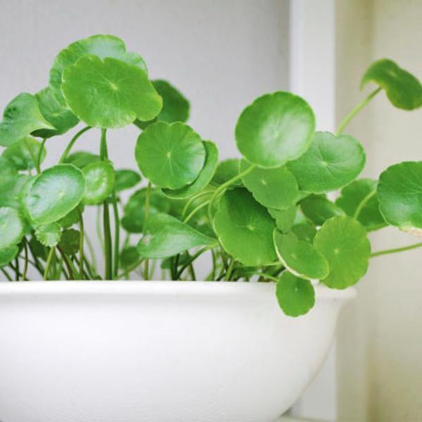 [3 packs] - Hydrocotyle Verticillata Seeds