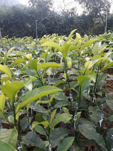 cây dổi giống chuẩn