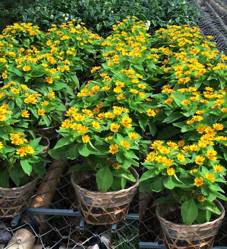 Hạt giống hoa cúc mặt trời ( 1 gói 50 hạt )