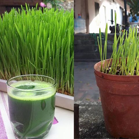 Hạt Giống Cỏ Lúa Mì (Mầm Lúa Mạch) Dễ Trông, Thơm Ngon Gói 100gr