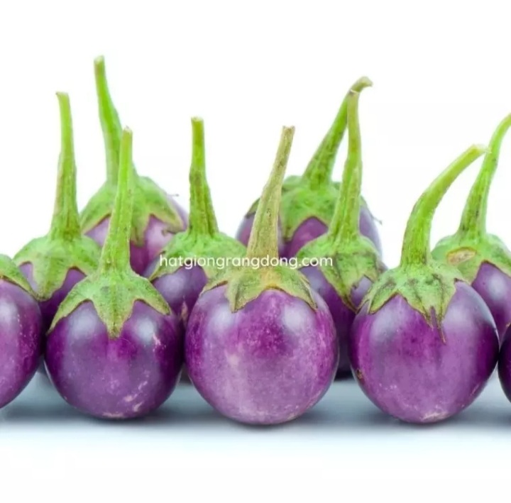(HCM) Hạt giống cà pháo tím 2gram