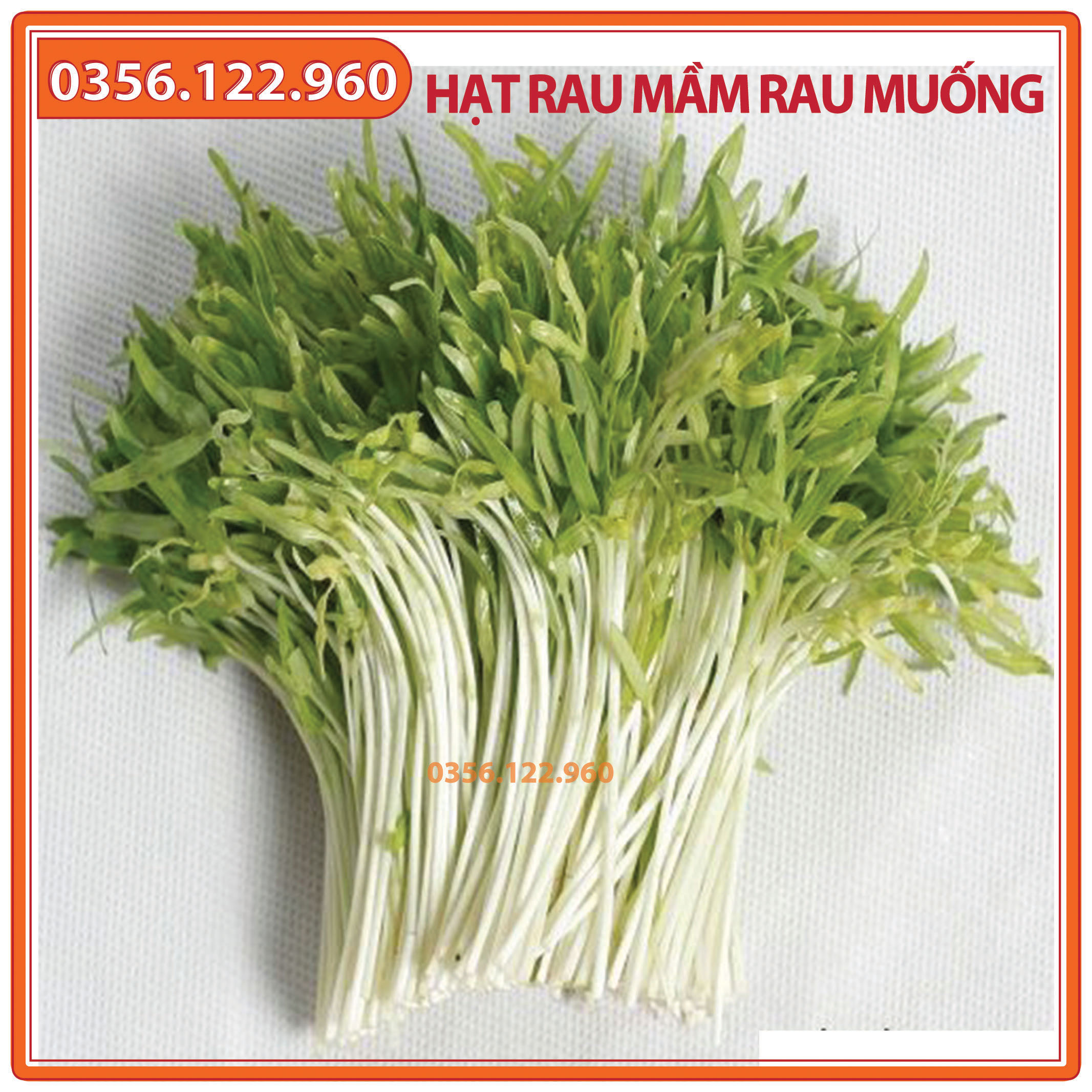 Hạt rau mầm rau muống - gói 100g
